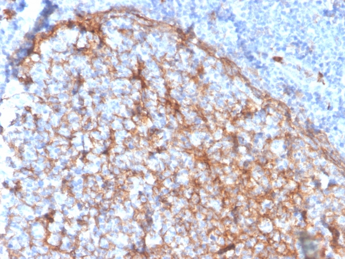 Formalin-fixed, paraffin-embedded human tonsil stained with CD11b Monospecific Mouse Monoclonal Antibody (ITGAM/3337). CD11b / MAC-1 (Microglial Marker) Antibody - Image 2