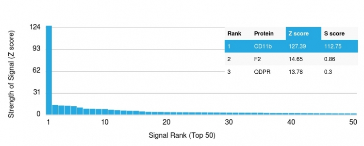 Analysis of Protein Array containing more than 19,000 full-length human proteins using CD11b Monospecific Mouse Monoclonal Antibody (ITGAM/3337). Z- and S- Score: The Z-score represents the strength of a signal that a monoclonal antibody (MAb) (in combination with a fluorescently-tagged anti-IgG secondary antibody) produces when binding to a particular protein on the HuProtTM array. Z-scores are described in units of standard deviations (SD’s) above the mean value of all signals generated on that array. If targets on HuProtTM are arranged in descending order of the Z-score, the S-score is the difference (also in units of SD’s) between the Z-score. S-score therefore represents the relative target specificity of a MAb to its intended target. A MAb is considered to specific to its intended target, if the MAb has an S-score of at least 2.5. For example, if a MAb binds to protein X with a Z-score of 43 and to protein Y with a Z-score of 14, then the S-score for the binding of that MAb to protein X is equal to 29. CD11b / MAC-1 (Microglial Marker) Antibody - Image 4