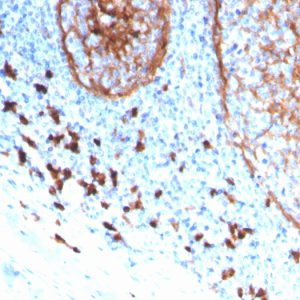 Formalin-fixed, paraffin-embedded human tonsil stained with CD11b Monospecific Mouse Monoclonal Antibody (ITGAM/3339).