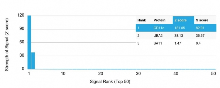 Analysis of Protein Array containing more than 19,000 full-length human proteins using CD11c Mouse Monoclonal Antibody (ITGAX/1242). Z- and S- Score: The Z-score represents the strength of a signal that a monoclonal antibody (Monoclonal Antibody) (in combination with a fluorescently-tagged anti-IgG secondary antibody) produces when binding to a particular protein on the HuProtTM array. Z-scores are described in units of standard deviations (SD's) above the mean value of all signals generated on that array. If targets on HuProtTM are arranged in descending order of the Z-score, the S-score is the difference (also in units of SD's) between the Z-score. S-score therefore represents the relative target specificity of a Monoclonal Antibody to its intended target. A Monoclonal Antibody is considered to specific to its intended target, if the Monoclonal Antibody has an S-score of at least 2.5. For example, if a Monoclonal Antibody binds to protein X with a Z-score of 43 and to protein Y with a Z-score of 14, then the S-score for the binding of that Monoclonal Antibody to protein X is equal to 29. CD11c (Dendritic Cell Marker) Antibody - Image 3