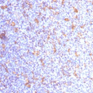Formalin-fixed, paraffin-embedded human Tonsil stained with CD11c Mouse Monoclonal Antibody (ITGAX/1284).
