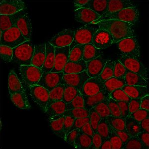 Immunofluorescence staining of PFA-fixed MCF-7 cells with Catenin, gamma Mouse Monoclonal Antibody (rCTNG/1664) followed by goat anti-Mouse IgG-CF488 (Green). Nuclei are labeled with Reddot (Red).