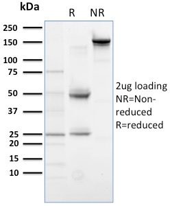 SDS-PAGE Analysis Purified PLK1 Mouse Monoclonal Antibody (AZ44). Confirmation of Purity and Integrity of Antibody.