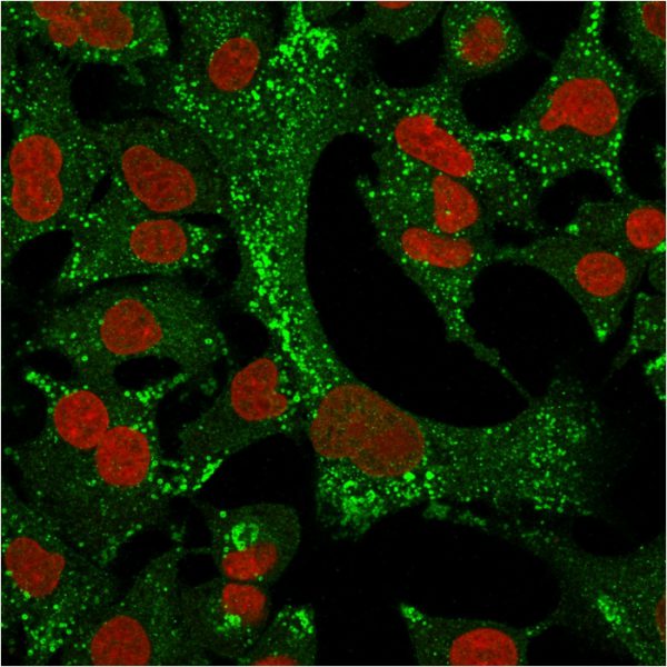 Immunofluorescence Analysis of A549 cells labeling KRT4 with Cytokeratin 4 Mouse Monoclonal Antibody (KRT4/2804)followed by Goat anti-Mouse IgG-CF488 (Green). The nuclear counterstain is Reddot (Red).