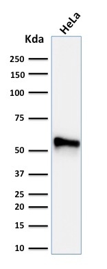 Western Blot Analysis of human HeLa cell lysate using Cytokeratin 7 Mouse Monoclonal Antibody (KRT7/760 + KRT7/903).