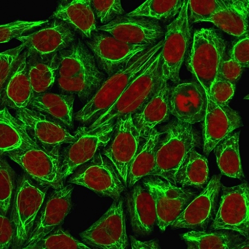 Immunofluorescence Analysis of HeLa cells labeling Cytokeratin 7 with KRT7 Mouse Monoclonal Antibody (OV-TL12/30) conjugated with CF488 (Green). The nuclear counterstain is Reddot (red).