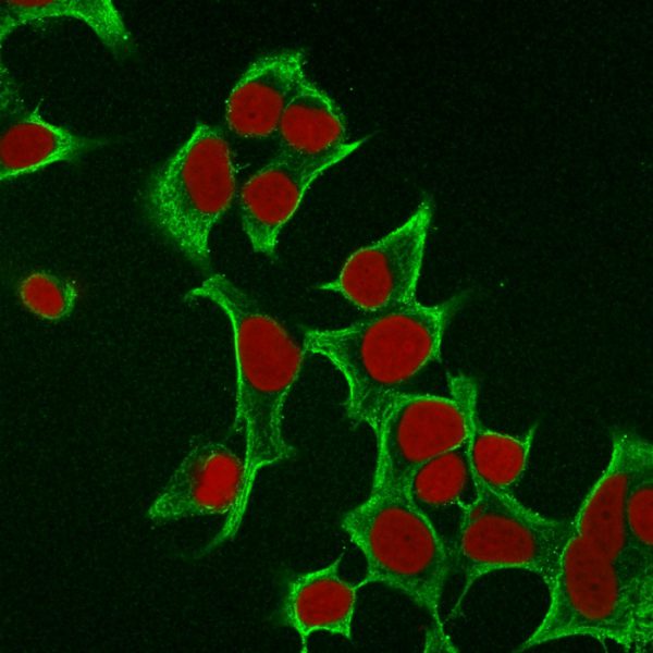 Immunofluorescence Analysis of MCF cells labeling Cytokeratin 8 withKRT8 Mouse Monoclonal Antibody (B22.1) followed by Goat anti-Mouse IgG-CF488 (Green). The nuclear counterstain is RedDot (Red).