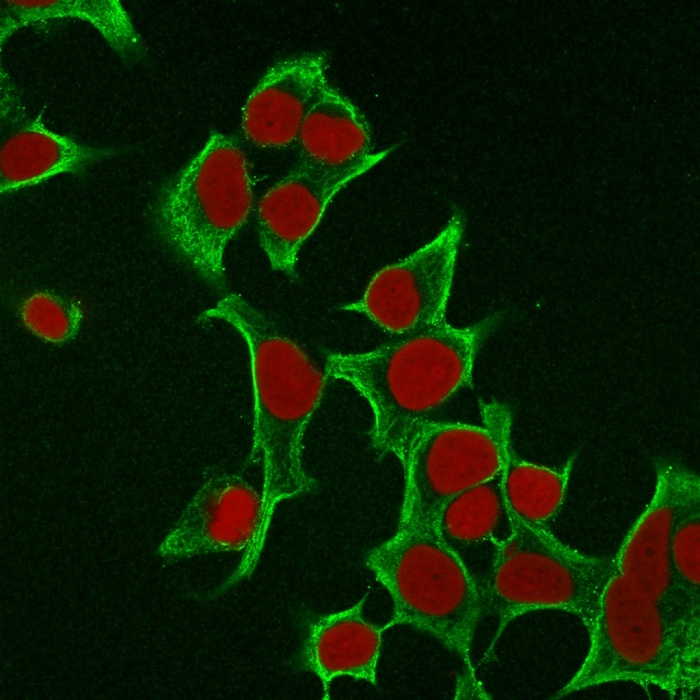 Immunofluorescence Analysis of MCF cells labeling Cytokeratin 8 withKRT8 Mouse Monoclonal Antibody (B22.1) followed by Goat anti-Mouse IgG-CF488 (Green). The nuclear counterstain is RedDot (Red). Cytokeratin 8 (KRT8) Antibody - Image 3