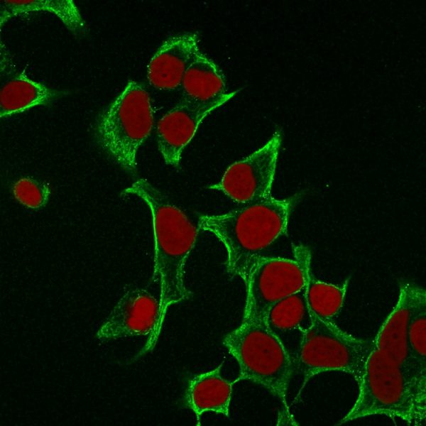 Immunofluorescence Analysis of MCF cells labeling Cytokeratin 8 with KRT8 Mouse Monoclonal Antibody (B22.1) followed by Goat anti-Mouse IgG-CF488 (Green). The nuclear counterstain is RedDot (Red).