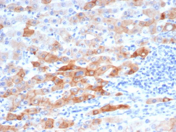 Formalin-fixed, paraffin-embedded human colon stained with Cytokeratin 8 Recombinant Mouse Monoclonal Antibody (rKRT8/6471).