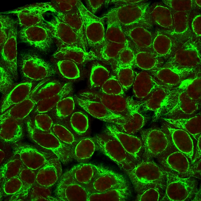 Confocal immunofluorescence image of HeLa cells using Cytokeratin 8 Mouse Monoclonal Antibody (K8/383). Green (CF488) and Reddot is used to label the nuclei Red. Cytokeratin 8 (KRT8) Antibody - Image 3