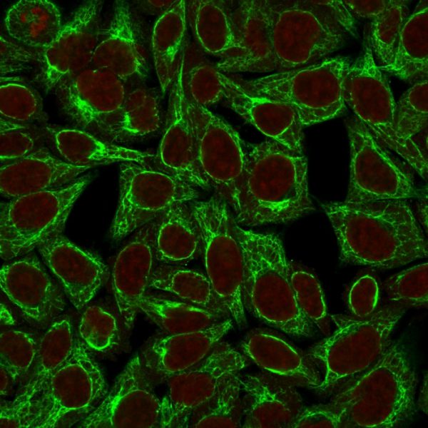 Immunofluorescence Analysis of HeLa cells labeling CK8 with Cytokeratin 8 Mouse Monoclonal Antibody (TS1) followed by Goat anti-Mouse IgG-CF488 (Green). The nuclear counterstain is Reddot (Red).