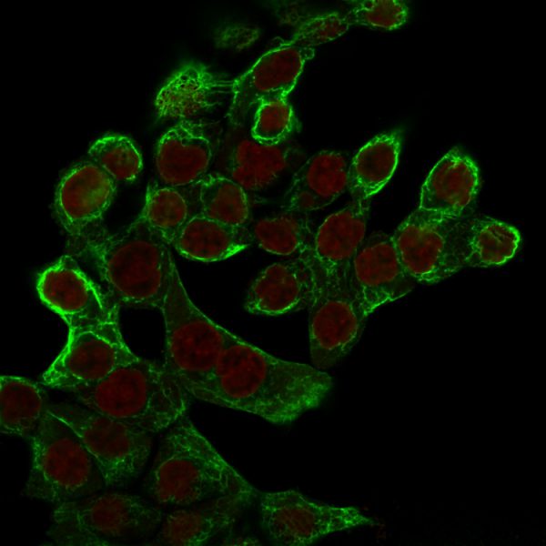 Immunofluorescence Analysis of HCT116 cells labeling CK8 with Cytokeratin 8 Mouse Monoclonal Antibody (K8.8) followed by Goat anti-mouse IgG-CF488 (Green). The nuclear counterstain is Reddot (Red).