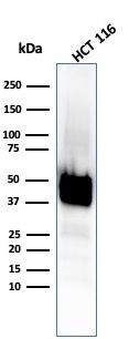 Western Blot Analysis of HCT116 cell lysate using Cytokeratin 8 Recombinant Rabbit Monoclonal Antibody (KRT8/4067R).