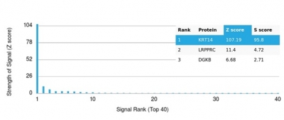 Analysis of Protein Array containing more than 19,000 full-length human proteins using Cytokeratin 14 (KRT14)-Monospecific Mouse Monoclonal Antibody (KRT14/4127). Z- and S- Score: The Z-score represents the strength of a signal that a monoclonal antibody (MAb) (in combination with a fluorescently-tagged anti-IgG secondary antibody) produces when binding to a particular protein on the HuProtTM array. Z-scores are described in units of standard deviations (SD's) above the mean value of all signals generated on that array. If targets on HuProtTM are arranged in descending order of the Z-score, the S-score is the difference (also in units of SD's) between the Z-score. S-score therefore represents the relative target specificity of a MAb to its intended target. A MAb is considered to specific to its intended target, if the MAb has an S-score of at least 2.5. For example, if a MAb binds to protein X with a Z-score of 43 and to protein Y with a Z-score of 14, then the S-score for the binding of that MAb to protein X is equal to 29. Cytokeratin 14 (KRT14) (Squamous Cell Marker) Antibody - Image 3