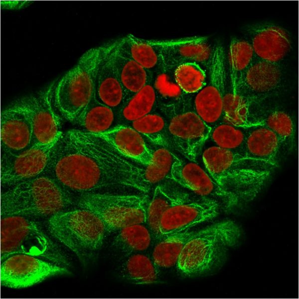 Immunofluorescence Analysis of methanol-fixed human MCF-7 cells. Cytokeratin 15 Mouse Monoclonal Antibody (KRT15/2957) followed by Goat anti-Mouse IgG-CF488 (Green). The nuclear counterstain is Reddot (Red)