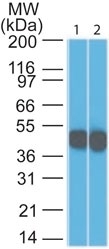 Western Blot Analysis (1) HeLa and (2) A431 lysate using Cytokeratin 18 Mouse Monoclonal Antibody (DC10).