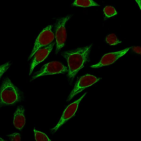 Confocal Immunofluorescence of HeLa cells Cytokeratin 18 Mouse Monoclonal Antibody (SPM265). labeled with CF488 (Green); Reddot is used to label the nuclei.