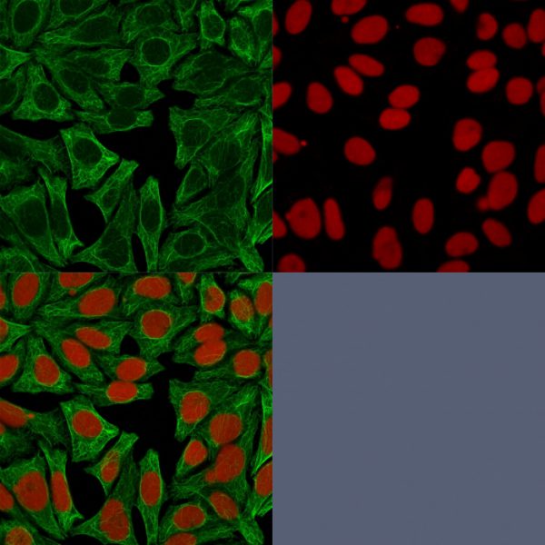 Confocal Immunofluorescence image of HeLa cells using Cytokeratin 18 Mouse Monoclonal Antibody (DE-K18) Green (CF488) and Reddot is used to label the nuclei.