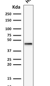 Western Blot Analysis of human Hep-G2 cell lysate using Cytokeratin 19 Recombinant Mouse Monoclonal Antibody (rKRT19/799).