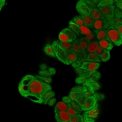Immunofluorescence Analysis of MeOH-fixed MCF-7 cells. Cytokeratin 19 Mouse Monoclonal Antibody (BA17) followed by goat anti-Mouse IgG-CF488 (Green). The nuclear counterstain is Reddot (Red)