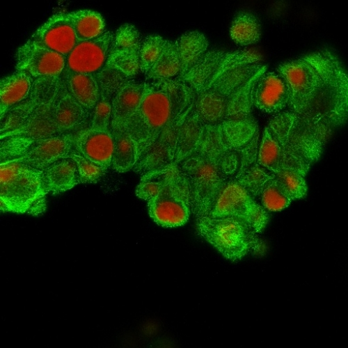 Immunofluorescence Analysis of MeOH-fixed MCF-7 cells labeling CK19 using Cytokeratin 19 Mouse Monoclonal Antibody (SPM561) followed by Goat anti-Mouse IgG-CF488 (Green). The nuclear counterstain is Reddot (Red)