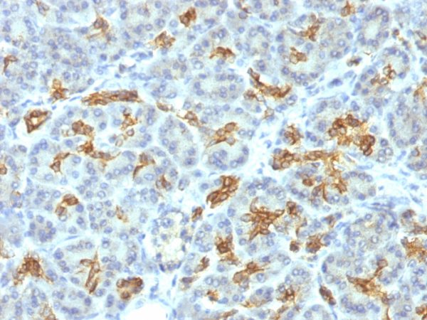 Formalin-fixed, paraffin-embedded human Pancreas stained with Cytokeratin 19 Mouse Monoclonal Antibody (KRT19/799).