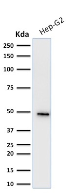 Western Blot Analysis of human Hep-G2 cell lysate using Cytokeratin 19 Mouse Monoclonal Antibody (KRT19/799).