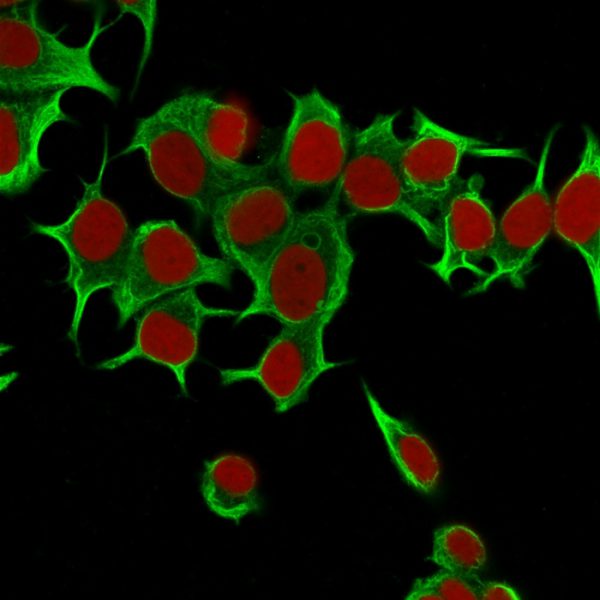 Immunofluorescence Analysis of MCF-7 cells labeling Cytokeratin 19 with Cytokeratin 19 Mouse Monoclonal Antibody (KRT19/799) Conjugated with CF488 (Green). The nuclear counterstain is Reddot (Red)