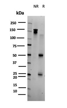 SDS-PAGE Analysis BOLA3 Mouse Monoclonal Antibody (PCRP-BOLA3-1A5). Confirmation of Purity and Integrity of Antibody.