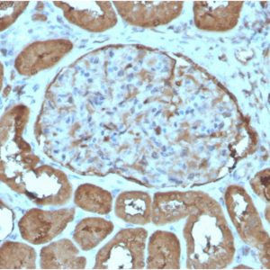 Formalin-fixed, paraffin-embedded human kidneystained with Laminin Mouse Monoclonal Antibody (LAMC1/3162). HIER: Tris/EDTA, pH9.0, 45min. 2 °: HRP-polymer, 30min. DAB, 5min.