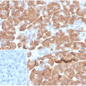 Formalin-fixed, paraffin-embedded human pancreasstained with Laminin Receptor Recombinant Rabbit Monoclonal (RPSA/6332R). Inset: PBS instead of primary antibody; secondary only negative control.