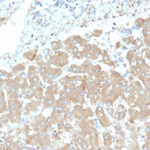 Formalin-fixed, paraffin-embedded human liver stained with Leptin Receptor Mouse Monoclonal Antibody (LEPR/4301).