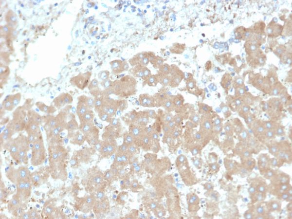 Formalin-fixed, paraffin-embedded human liver stained with Leptin Receptor Mouse Monoclonal Antibody (LEPR/4301).