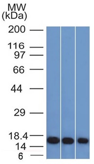 Western Blot of HeLa, K562 and 293 cell lysates Galectin-1 Monospecific Mouse Monoclonal Antibody (GAL1/1831). Galectin-1 / Human Placental Lactogen (hPL) Antibody - Image 2