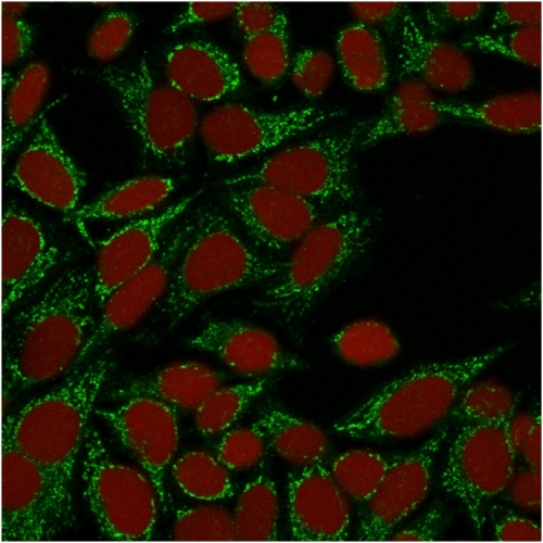 Confocal immunofluorescence image of HeLa cells using Galectin-1 Monospecific Mouse Monoclonal Antibody (GAL1/1831). Green (CF488) and Reddot is used to label the nuclei Red. Galectin-1 / Human Placental Lactogen (hPL) Antibody - Image 4