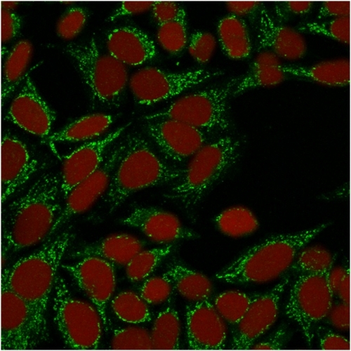 Confocal immunofluorescence image of HeLa cells using Galectin-1 Monospecific Mouse Monoclonal Antibody (GAL1/1831). Green (CF488) and Reddot is used to label the nuclei Red.