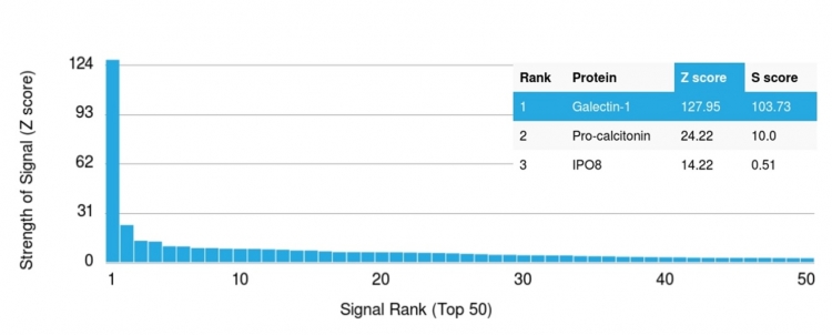 Analysis of Protein Array containing more than 19,000 full-length human proteins using Galectin-1 Monospecific Mouse Monoclonal Antibody (GAL1/1831). Z- and S- Score: The Z-score represents the strength of a signal that a monoclonal antibody (MAb) (in combination with a fluorescently-tagged anti-IgG secondary antibody) produces when binding to a particular protein on the HuProtTM array. Z-scores are described in units of standard deviations (SD's) above the mean value of all signals generated on that array. If targets on HuProtTM are arranged in descending order of the Z-score, the S-score is the difference (also in units of SD's) between the Z-score. S-score therefore represents the relative target specificity of a MAb to its intended target. A MAb is considered to specific to its intended target, if the MAb has an S-score of at least 2.5. For example, if a MAb binds to protein X with a Z-score of 43 and to protein Y with a Z-score of 14, then the S-score for the binding of that MAb to protein X is equal to 29. Galectin-1 / Human Placental Lactogen (hPL) Antibody - Image 6