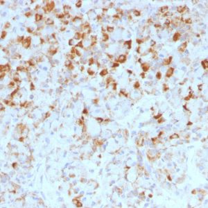 Formalin-fixed, paraffin-embedded human Pituitary stained with LH-beta Mouse Monoclonal Antibody (LHb/1214).
