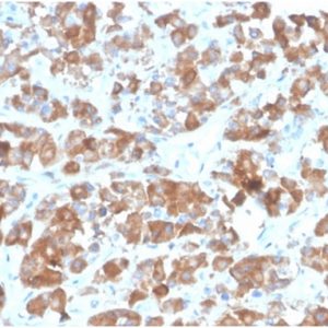 Formalin-fixed, paraffin-embedded human pituitary stained with LH-beta Recombinant Mouse Monoclonal Antibody (rLHb/1613). HIER: Tris/EDTA, pH9.0, 45min. 2°C: HRP-polymer, 30min. DAB, 5min.
