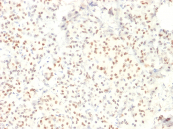Formalin-fixed, paraffin-embedded human Pancreas stained with LMO2 Mouse Monoclonal Antibody (LMO2/1971). LMO2 (B-Cell Marker) Antibody - Image 2