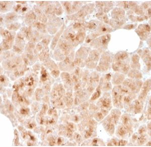 Formalin-fixed, paraffin-embedded human pancreas stained with LMO2 Mouse Monoclonal Antibody (rLMO2/1971).