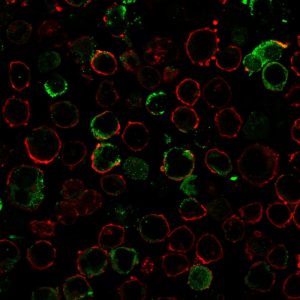 Immunofluorescence staining of K562 cells using LMO2 Recombinant Rabbit Monoclonal Antibody (LMO2/3147R) followed by goat anti-rabbit IgG-CF488 (green). Membrane stained with Phalloidin (Red).