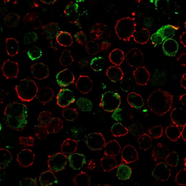 Immunofluorescence staining of K562 cells using LMO2 Recombinant Rabbit Monoclonal Antibody (LMO2/3147R) followed by goat anti-rabbit IgG-CF488 (green). Membrane stained with Phalloidin (Red).