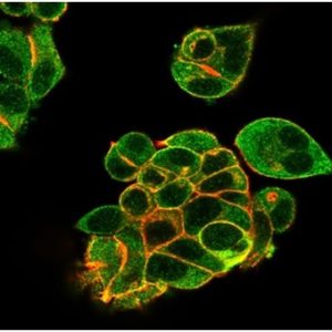 Immunofluorescence Analysis of PFA-fixed MCF-7 cells stained using Lactotransferrin Mouse Monoclonal Antibody (LTF/4082)