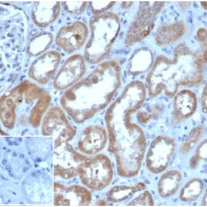Formalin-fixed, paraffin-embedded human kidneystained with LY75 / DEC205Mouse Monoclonal Antibody (CD205/3720).