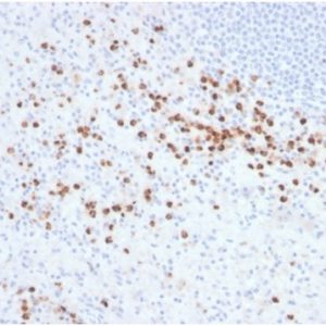 Formalin-fixed, paraffin-embedded human spleen stained with Lysozyme Mouse Monoclonal Antibody (LYZ/3942). Inset: PBS instead of primary antibody; secondary only negative control.