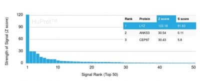Analysis of Protein Array containing more than 19,000 full-length human proteins using Lysozyme-Monospecific Mouse Monoclonal Antibody (LYZ/3942). Z- and S- Score: The Z-score represents the strength of a signal that a monoclonal antibody (MAb) (in combination with a fluorescently-tagged anti-IgG secondary antibody) produces when binding to a particular protein on the HuProtTM array. Z-scores are described in units of standard deviations (SD's) above the mean value of all signals generated on that array. If targets on HuProtTM are arranged in descending order of the Z-score, the S-score is the difference (also in units of SD's) between the Z-score. S-score therefore represents the relative target specificity of a MAb to its intended target. A MAb is considered to specific to its intended target, if the MAb has an S-score of at least 2.5. For example, if a MAb binds to protein X with a Z-score of 43 and to protein Y with a Z-score of 14, then the S-score for the binding of that MAb to protein X is equal to 29. Lysozyme (Histiocytoma &Monocytic Acute Leukemia Marker) Antibody - Image 5