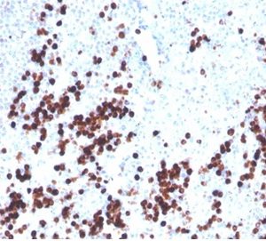 Formalin-fixed, paraffin-embedded human spleen stained with Lysozyme Mouse Monoclonal Antibody (LYZ/3943). HIER: Tris/EDTA, pH9.0, 45min. 2°C: HRP-polymer, 30min. DAB, 5min.