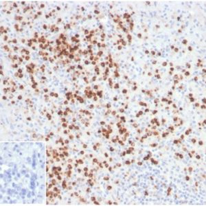 Formalin-fixed, paraffin-embedded human spleen stained with Lysozyme Mouse Monoclonal Antibody (LYZ/3944). Inset: PBS instead of primary antibody; secondary only negative control.
